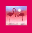 flamingored2_small_h110px.jpg