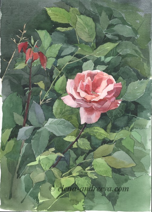 rozavuglu_h700px.jpg